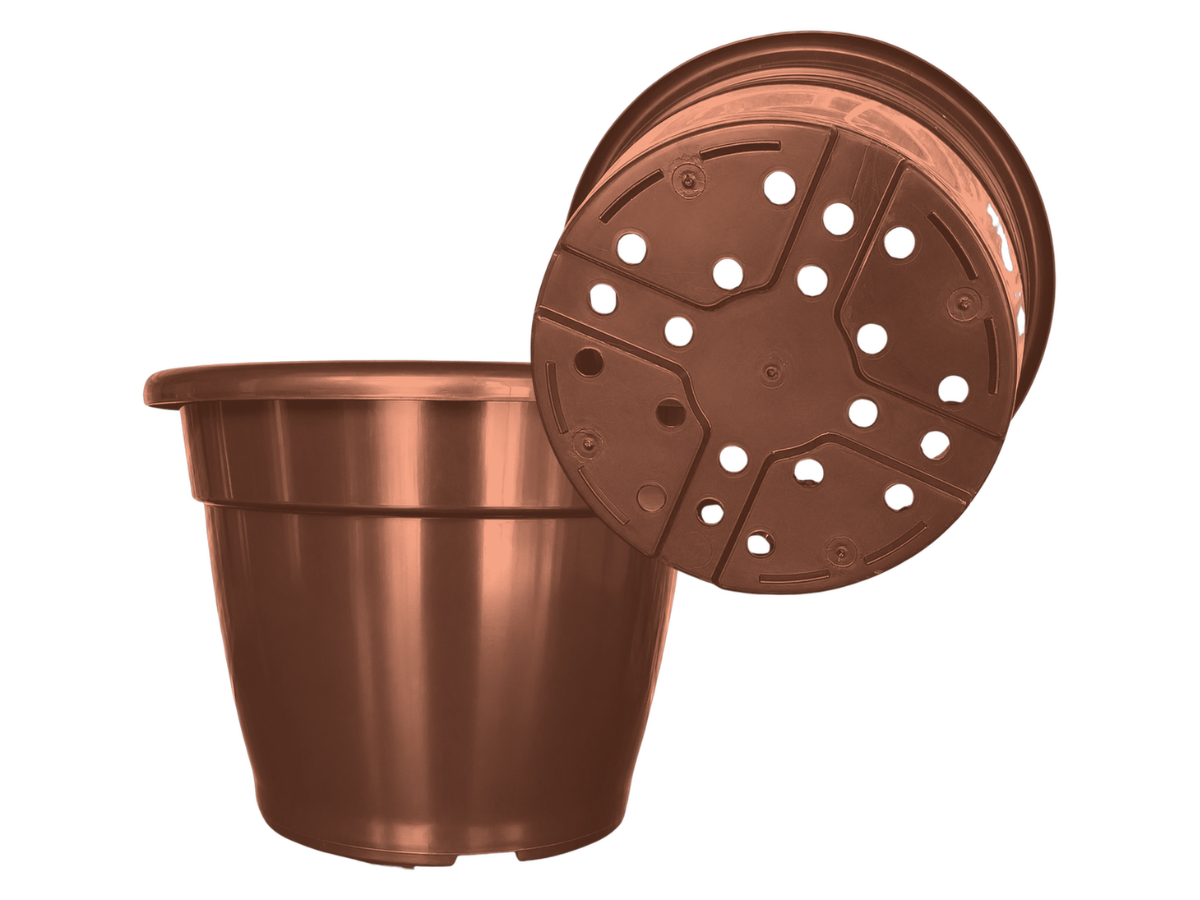Terracota
