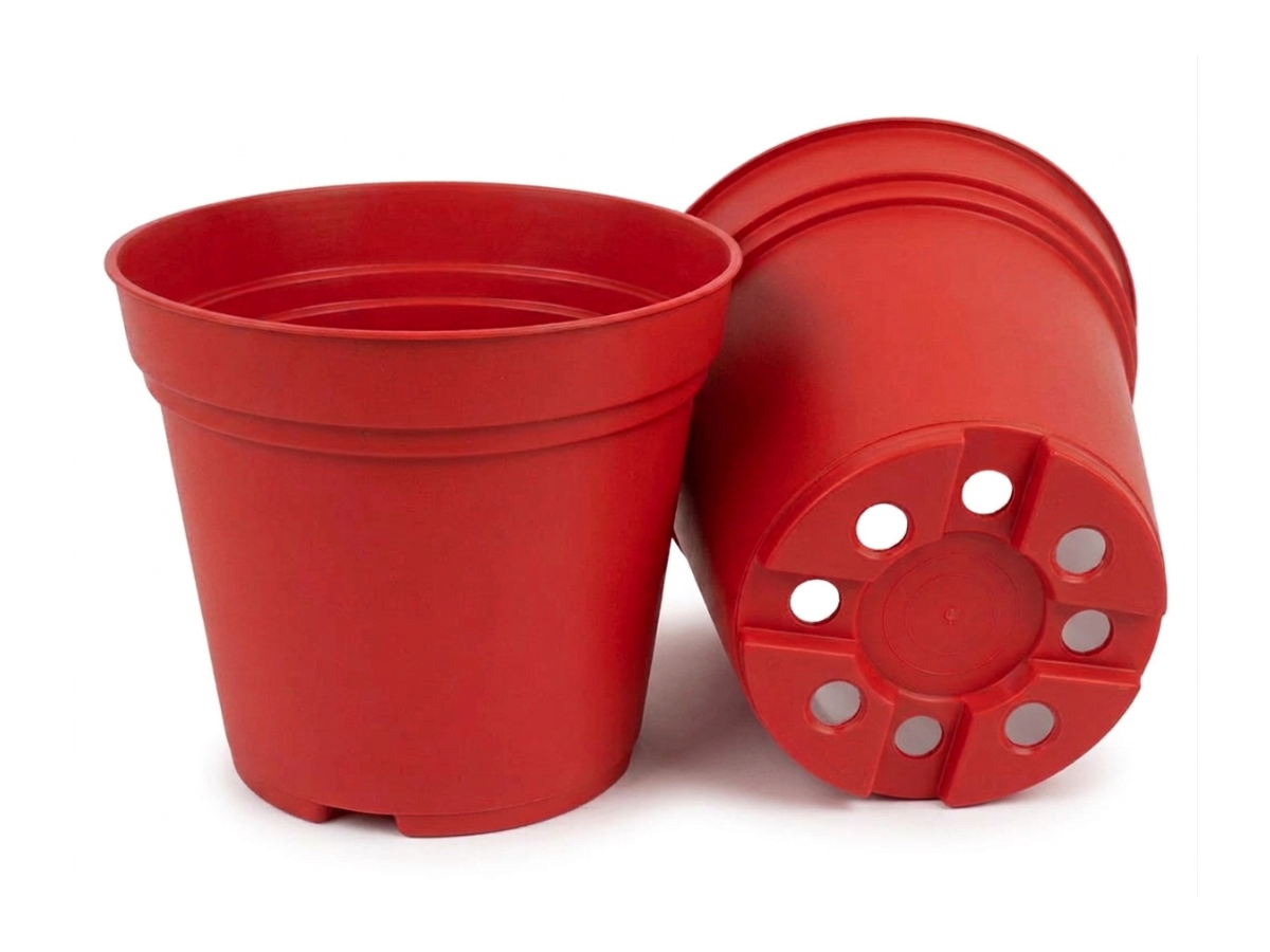 Rojo