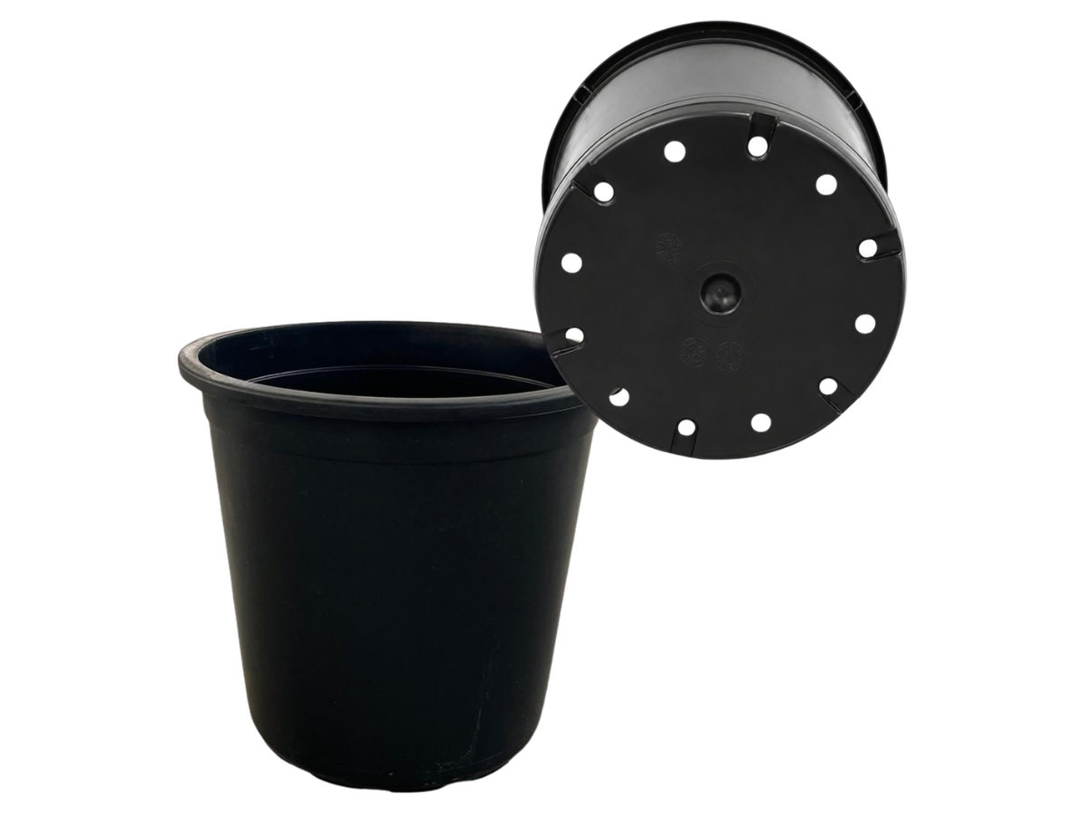 Negro