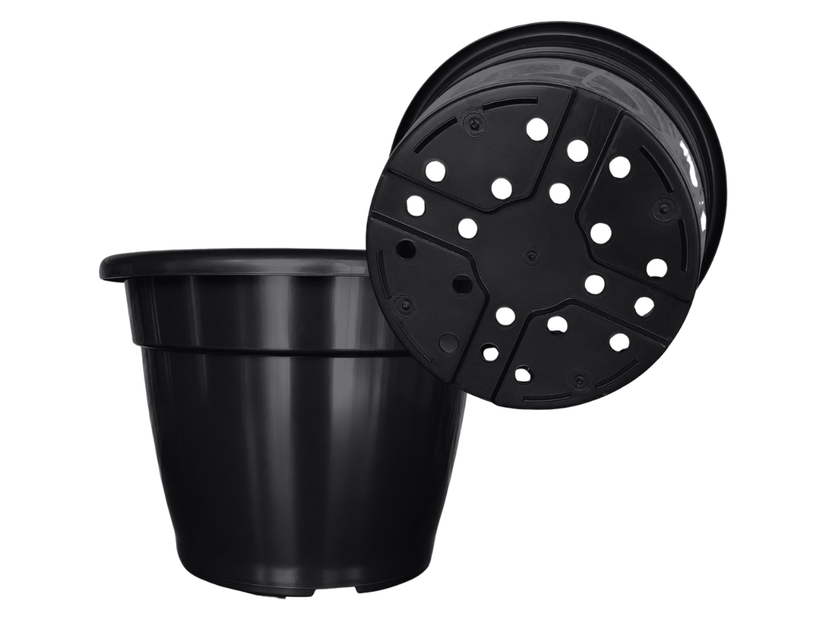 Negro