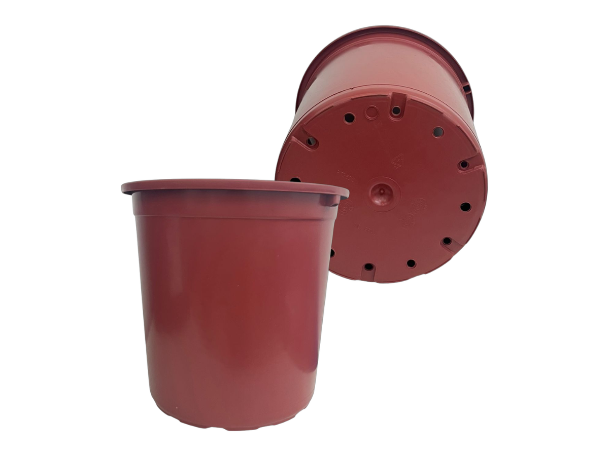 Terracota