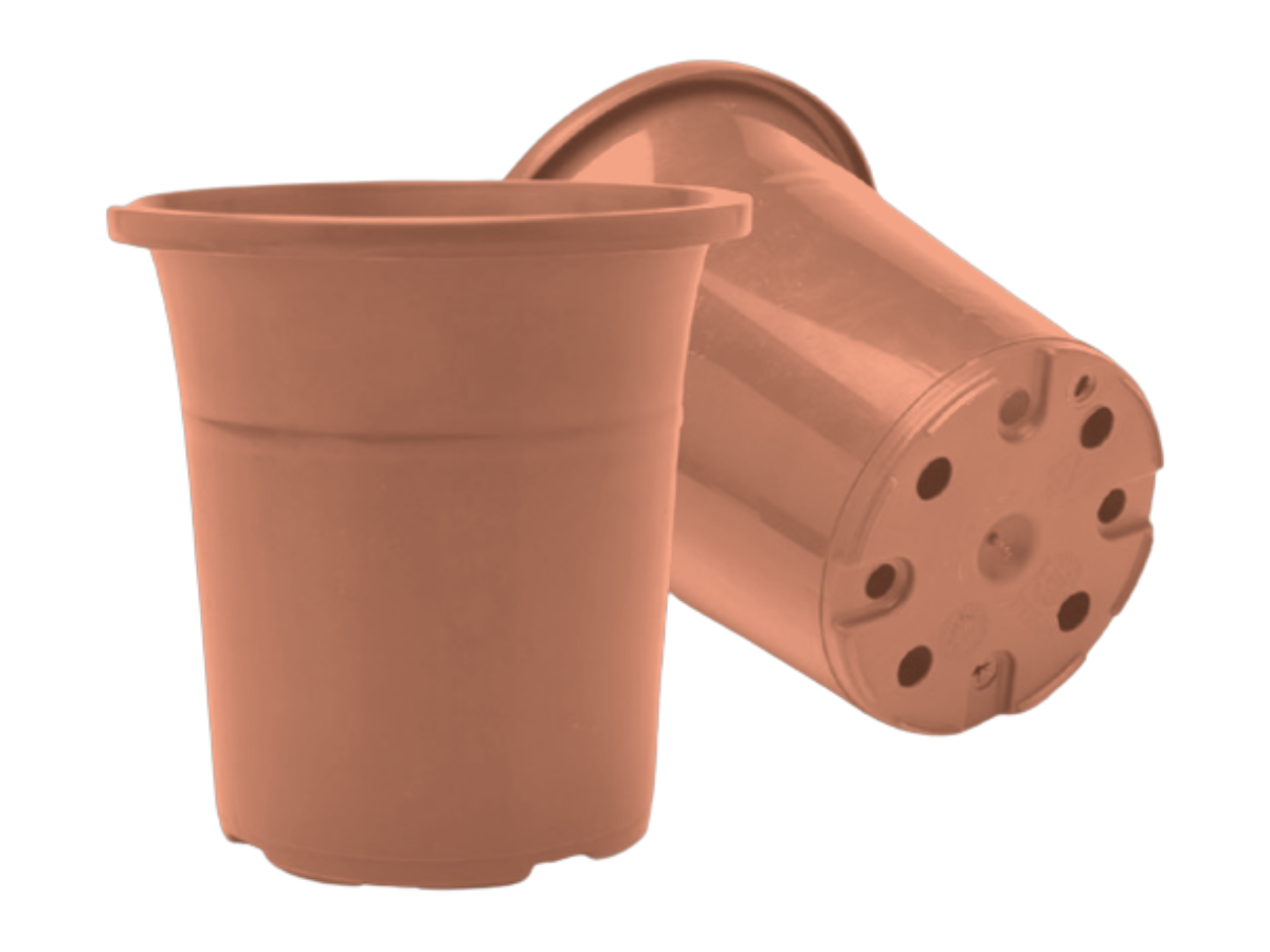 Terracota