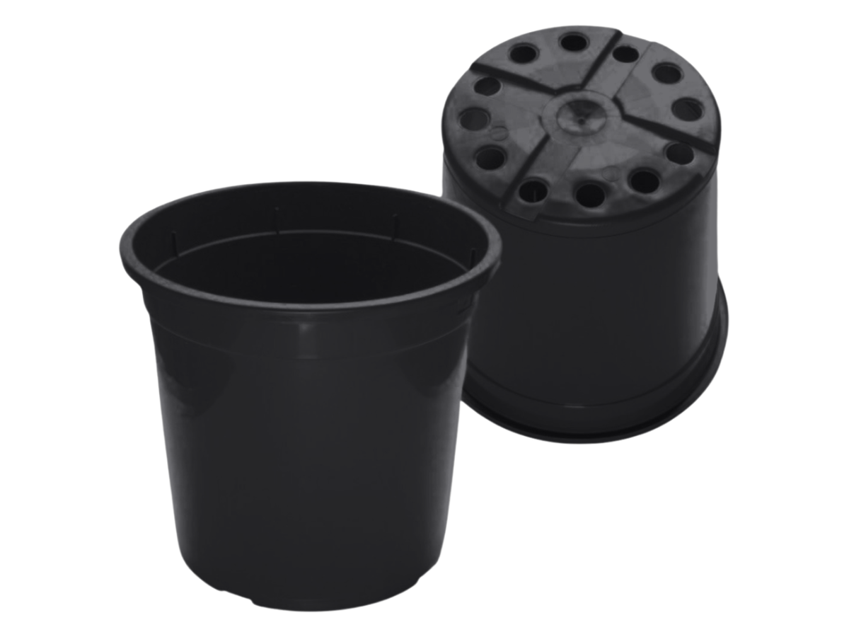 Negro