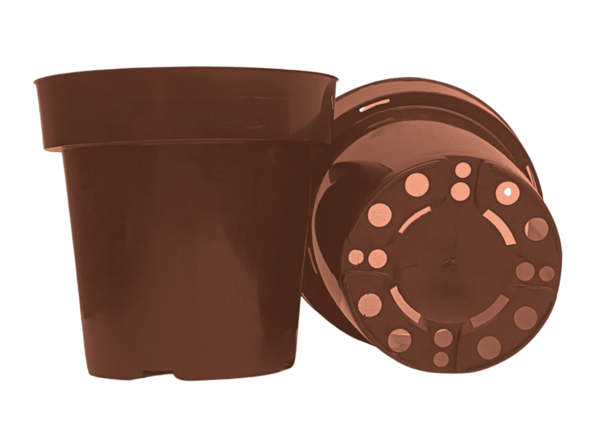 Terracota